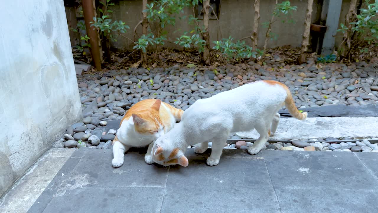 두 마리의 고양이가 장난스러운 상호 작용을 하고 있다
