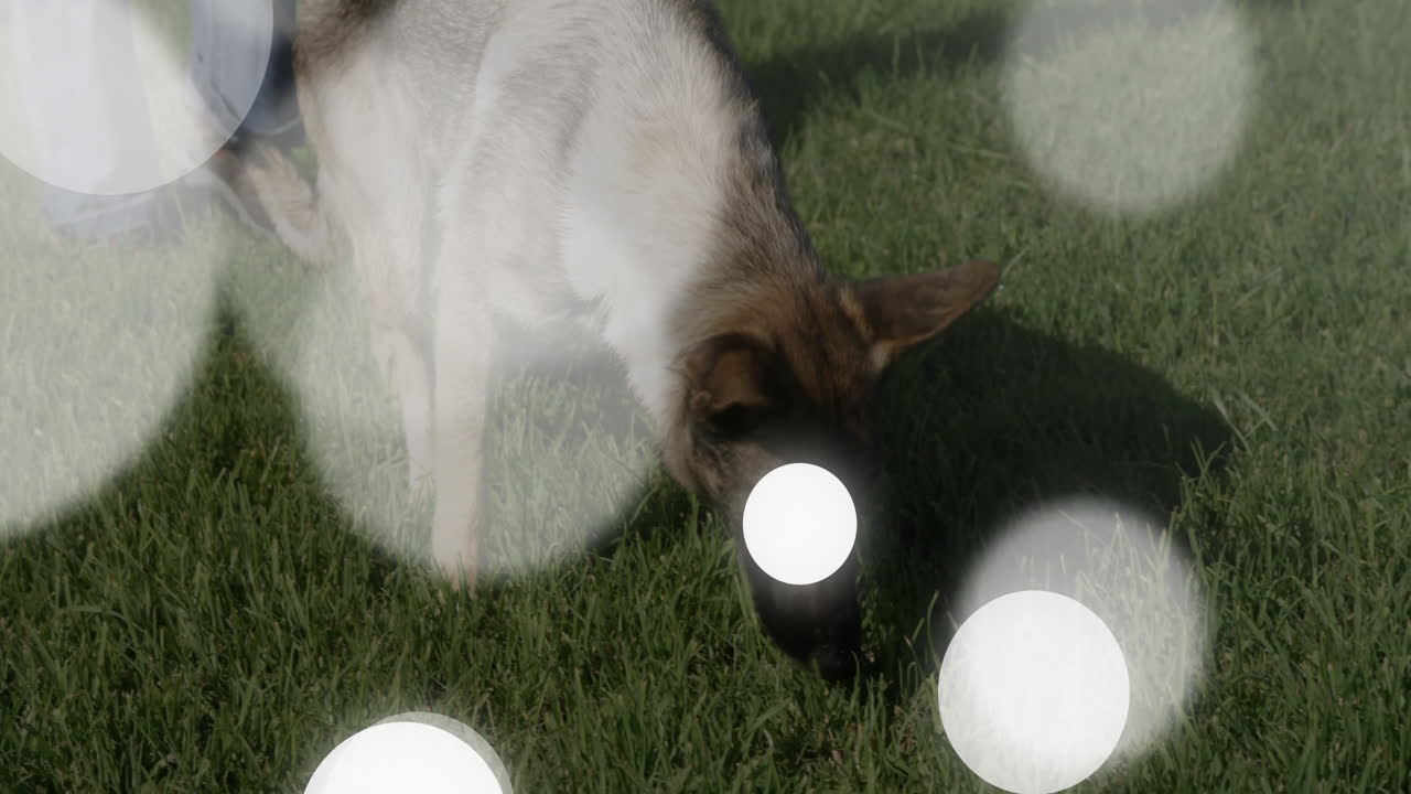 dog leaning forward sniffing grass outdoors, displaying health chart with floating bokeh circles