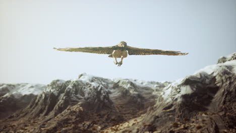 extreme-slow-motion-shot-of-eagle