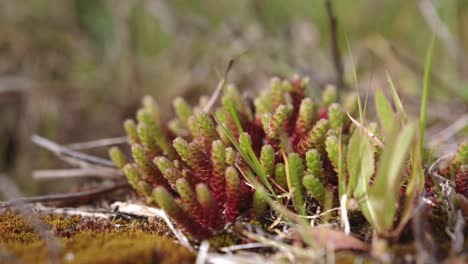 晴れの日 ⁇ 荒野で成長するセダム・エーカーの植物 ⁇ クローズアップビュー