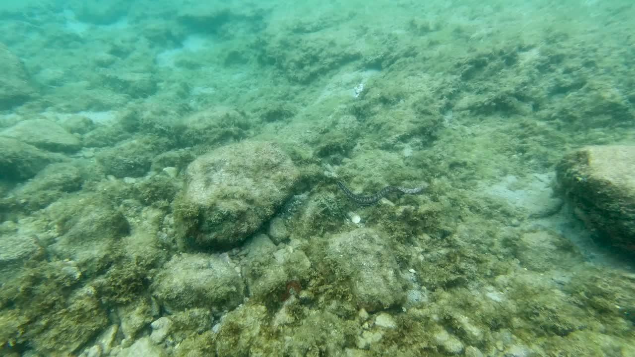 anguila moray nadando lejos del buzo, escondiéndose bajo la roca del océano bajo el agua