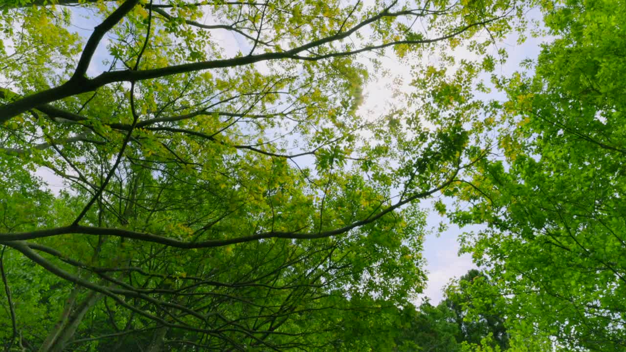 plantas de primavera de color verde brillante