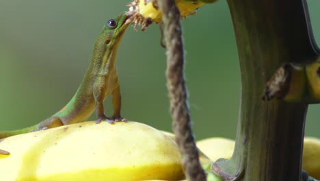 Goldstaub-Taggecko-Wird-Groß-Und-Frisst-Ununterbrochen-Quittenfrüchte-Und-Verschlingt-Sie