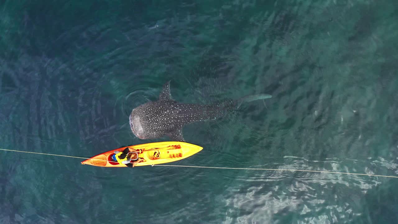 gran tiburón blanco solitario y un pequeño kayak amarillo