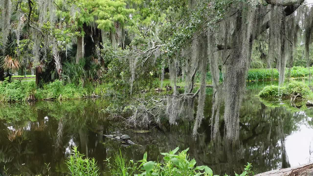 흐린 날 연못에 있는 거북, 나무, 스페인 이끼