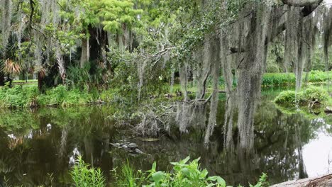 turtles, trees, spanish moss in a pond on a overcast day