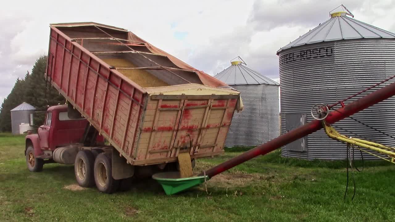 Older tandem axle red grain truck with it's box hoisted in the air unloading barley into a red auger with steel graineries in the background