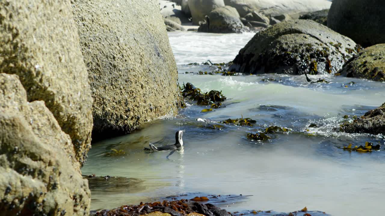 Pinguino nel mare 4K