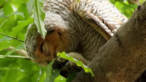 búho de lana manchado en la selva tropical