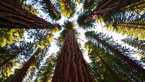 looking up at giant redwood trees in a forest
