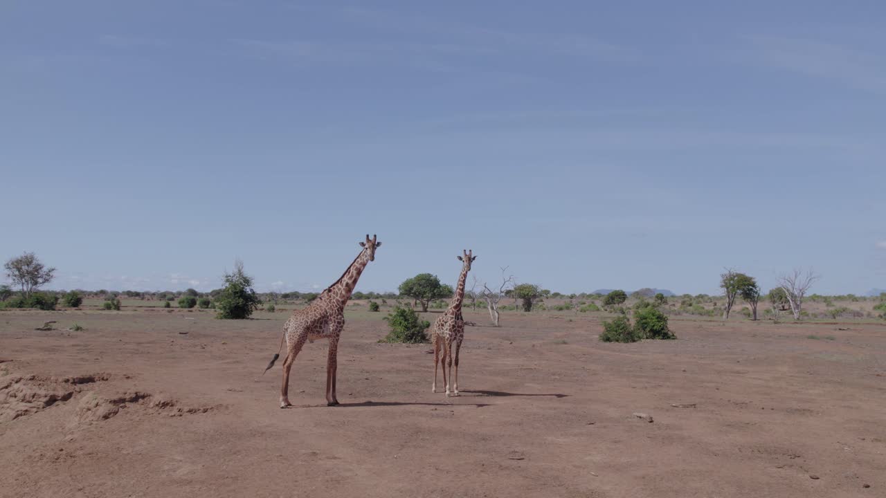 imágenes de stock de drones jirafas en la naturaleza, parque nacional de tsavo en kenia