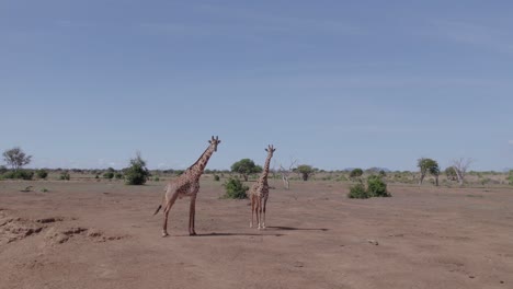 Drone-stock-footage-giraffes-in-the-wild,-Kenya-Tsavo-National-park
