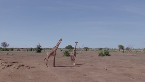 drone stock footage giraffes in the wild, kenya tsavo national park