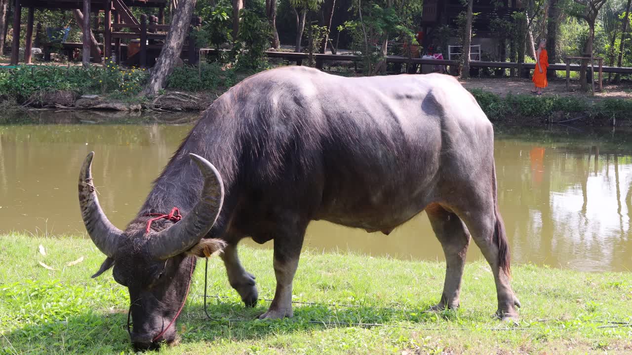 야외 에서 평화롭게 고 먹이를 먹는 버팔로