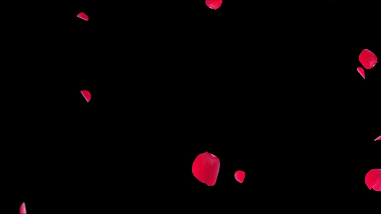 은 장미 꽃잎이 떨어지는 루프 배경 3d 녹색 스크린 루프 애니메이션