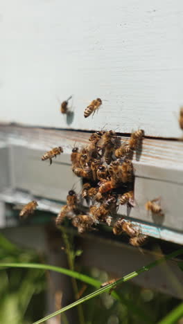 bee activity at the entrance of the hive. many bees carrying pollen and honey into the beehive. bees flying into a wooden hive. close-up. vertical video