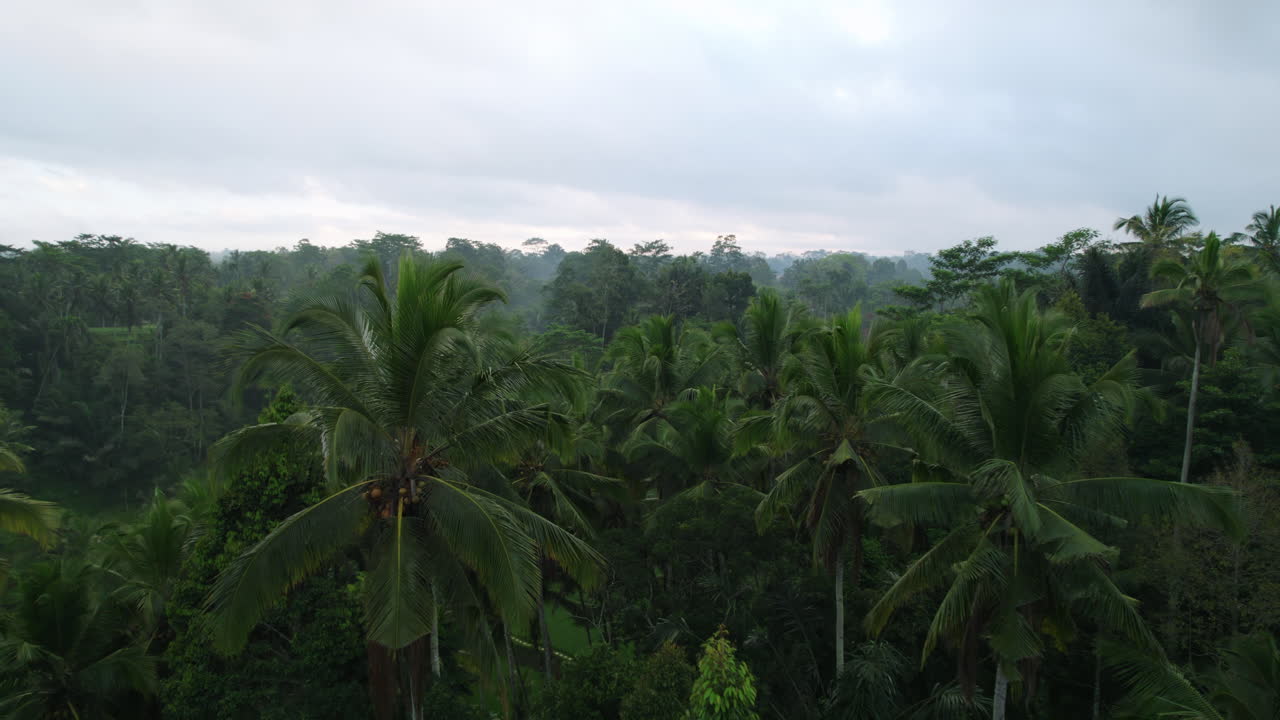 наклонный снимок дрона, пролетающего над верхушками пальм с рисовыми полями на заднем плане