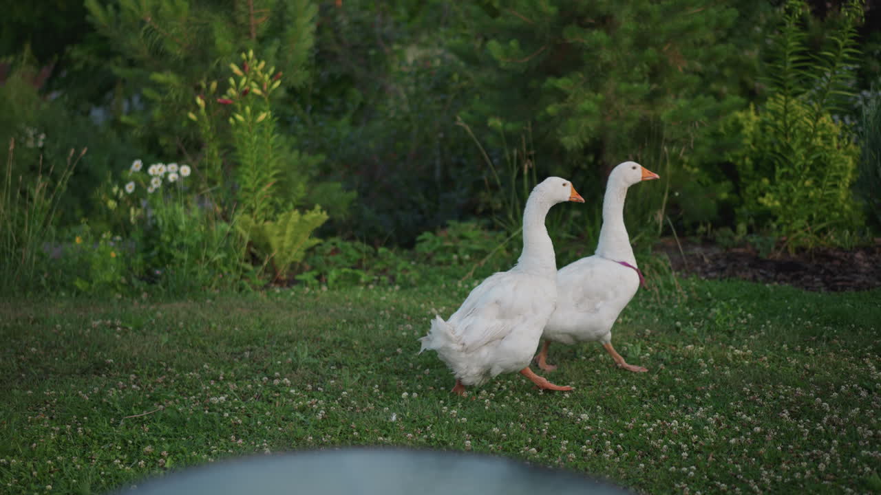 Oche bianche passeggiano sull'erba. Rappresentazione pacifica di oche che camminano in un giardino lussureggiante. Calma immagine pastorale che mostra due oche che vagano attraverso una vegetazione rigogliosa nella soffusa luce della sera.