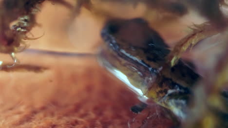 foto macro de una salamandra escondida en musgo húmedo