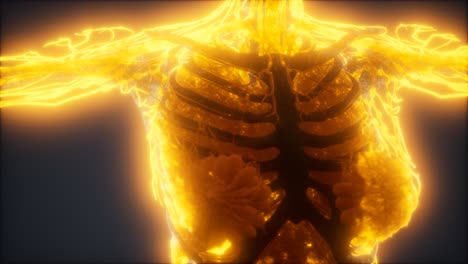 animación colorida del cuerpo humano que muestra huesos y órganos