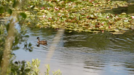 wide shot of water lily pads with water lily flowers on the lake with duck swimming past
