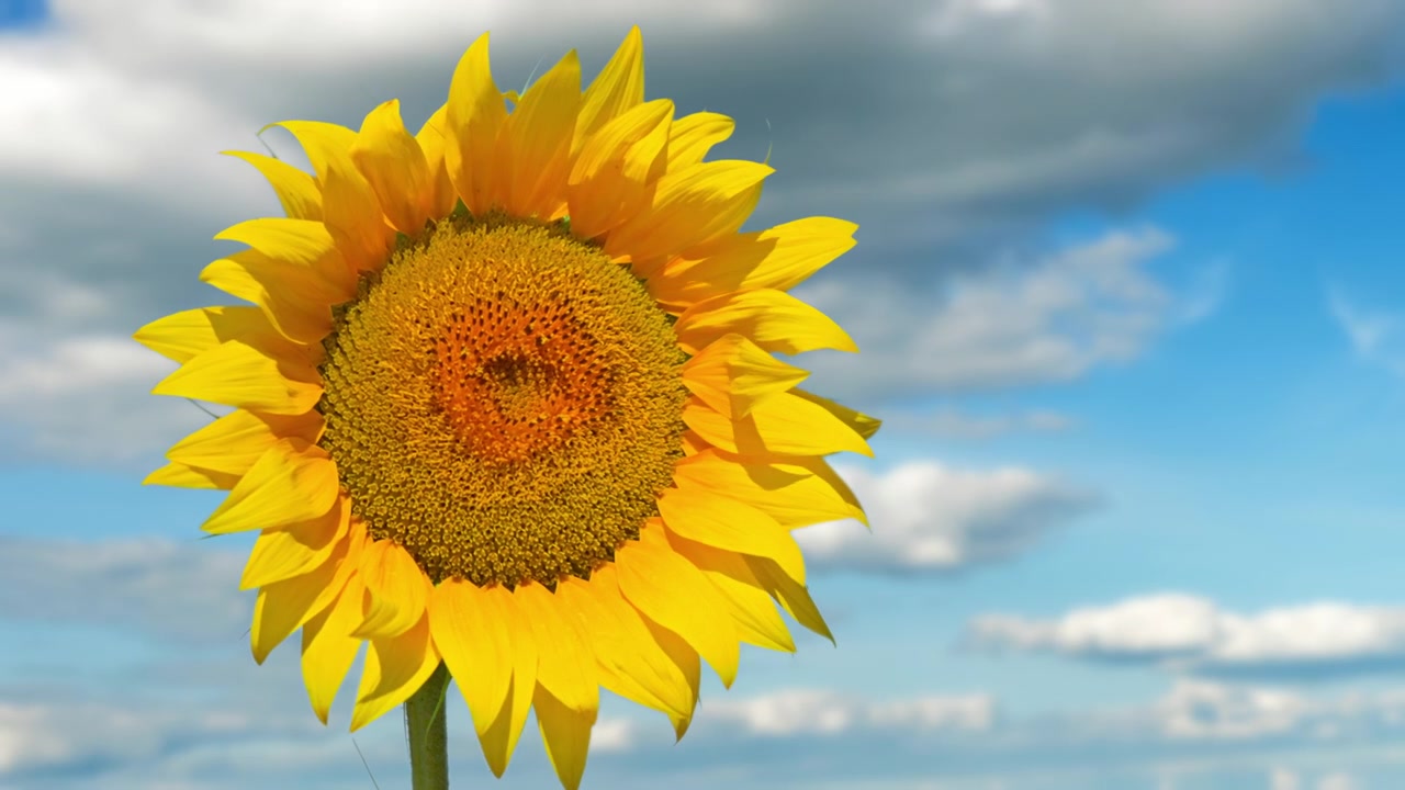 Girassol amarelo vibrante contra um céu azul com nuvens em movimento