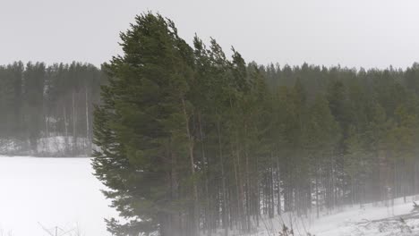 wide shot of a grove of pine trees in a nordic boreal forest being punished by heavy snowfall and strong winds, under the winter harsh weather, in sweden