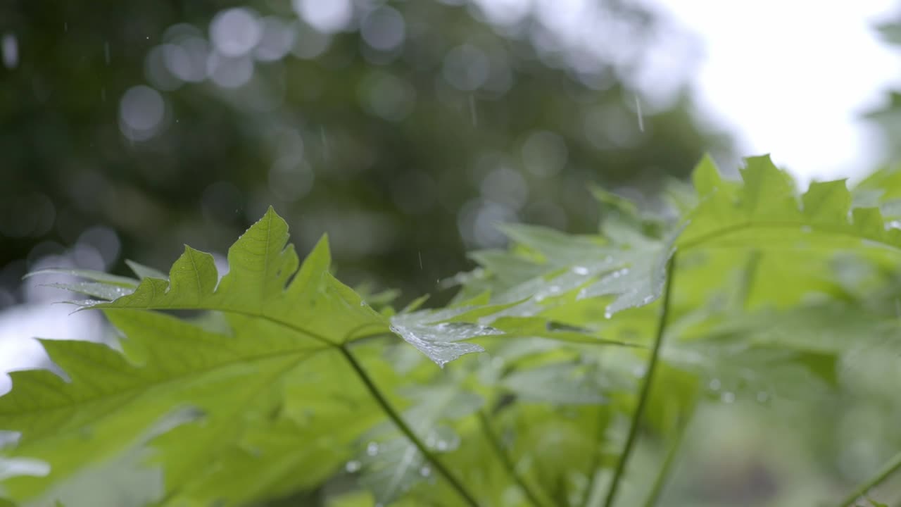 gotas de lluvia cayendo sobre las hojas de papaya, lluvia fuerte de primer plano