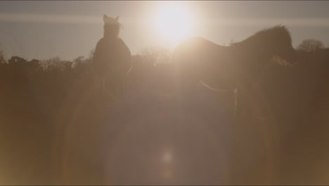 a view of running horse during the sunset