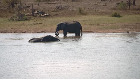 two bathing elephants in their natural habitat in africa