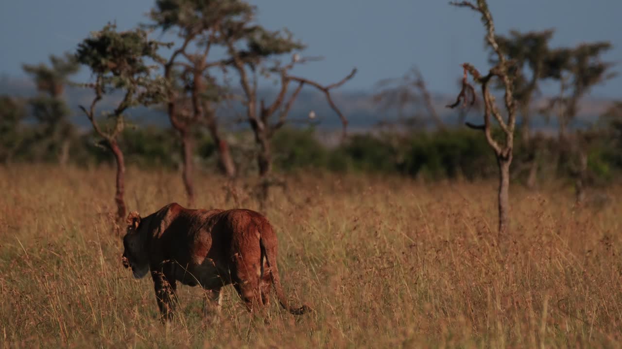 una leona adulta sola caminando por la sabana durante la puesta de sol en la reserva de ol pejeta, kenia, áfrica