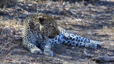 resting adult male leopard waking up and lifting his head