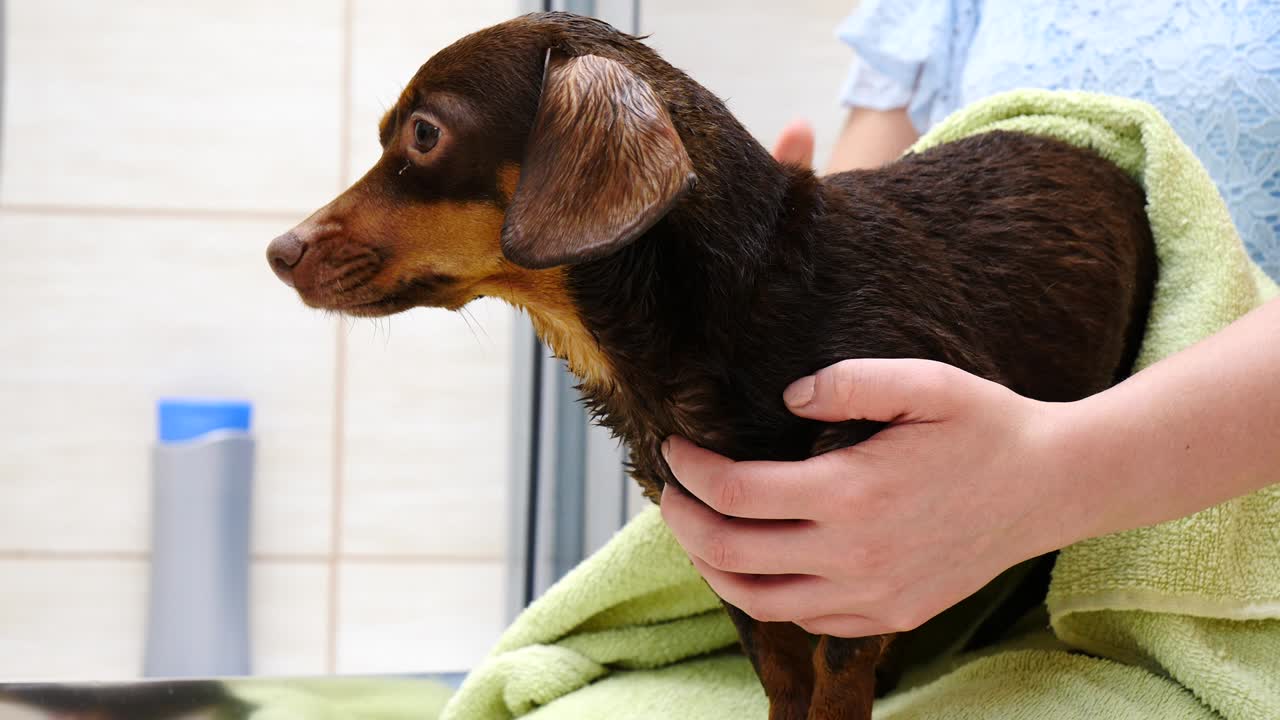 여자 목욕 후 개 를 건조 시키는 것