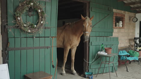 Horse-in-barn-drinking-water-mid-shot