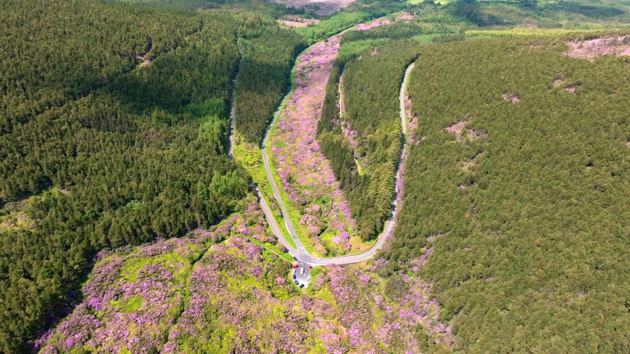 아일랜드의 서사시적인 장소: 비 드라이브 드론 풍경, 핑크색 로도덴드론의 강, 페라리의 이 많은 오후에 꽃이 피고 있습니다.