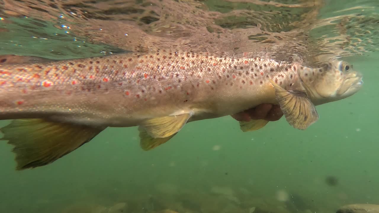 Brown trout being released in fresh water river stream by human hands