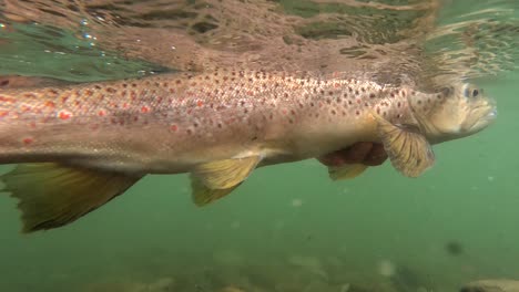 Brown-trout-being-released-in-fresh-water-river-stream-by-human-hands