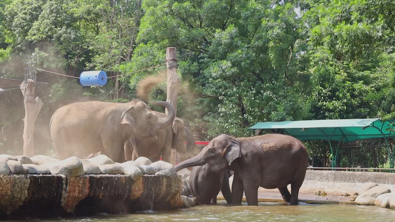 Elephants Bathing and Playing in a Zoo
