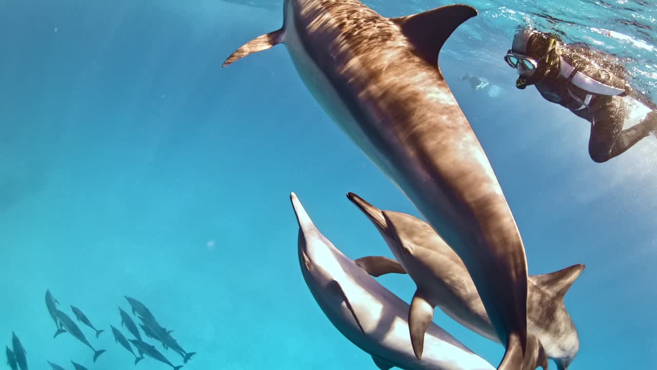 자연 환경에서 돌고래와의 놀라운 만남