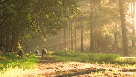 sheep in a misty forest at sunrise