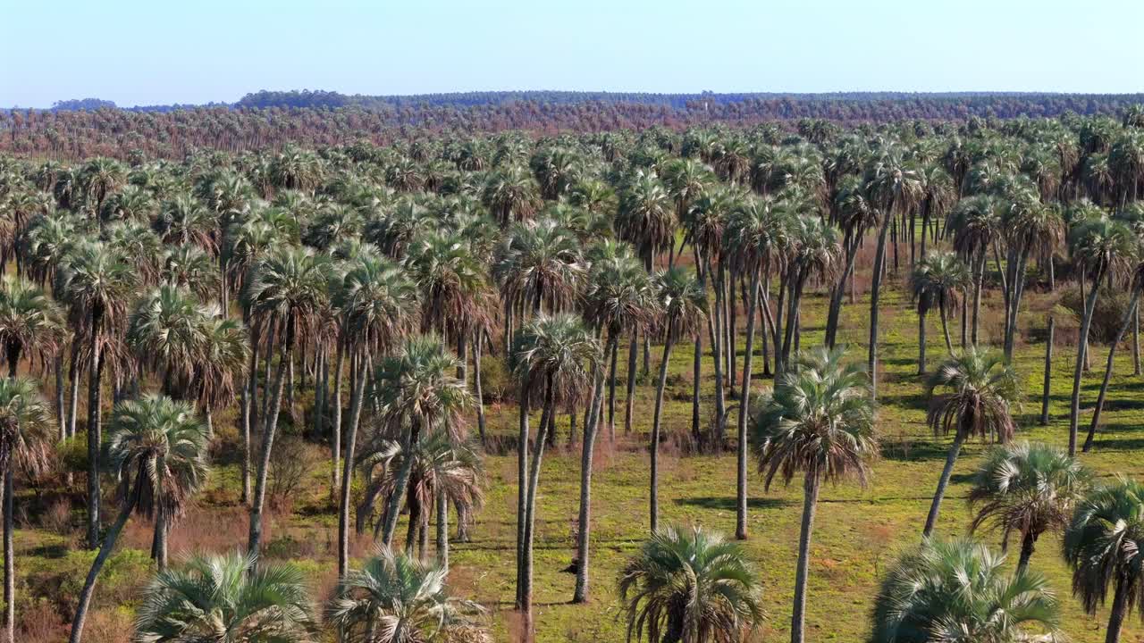 Drone flight over thousands of Yatay Palms (Butia yatay) within El Palmar National Park in Entre Ríos, Argentina.