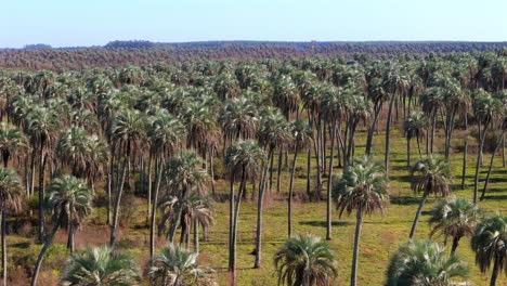 drone flight over thousands of yatay palms (butia yatay) within el palmar national park in entre ríos, argentina.