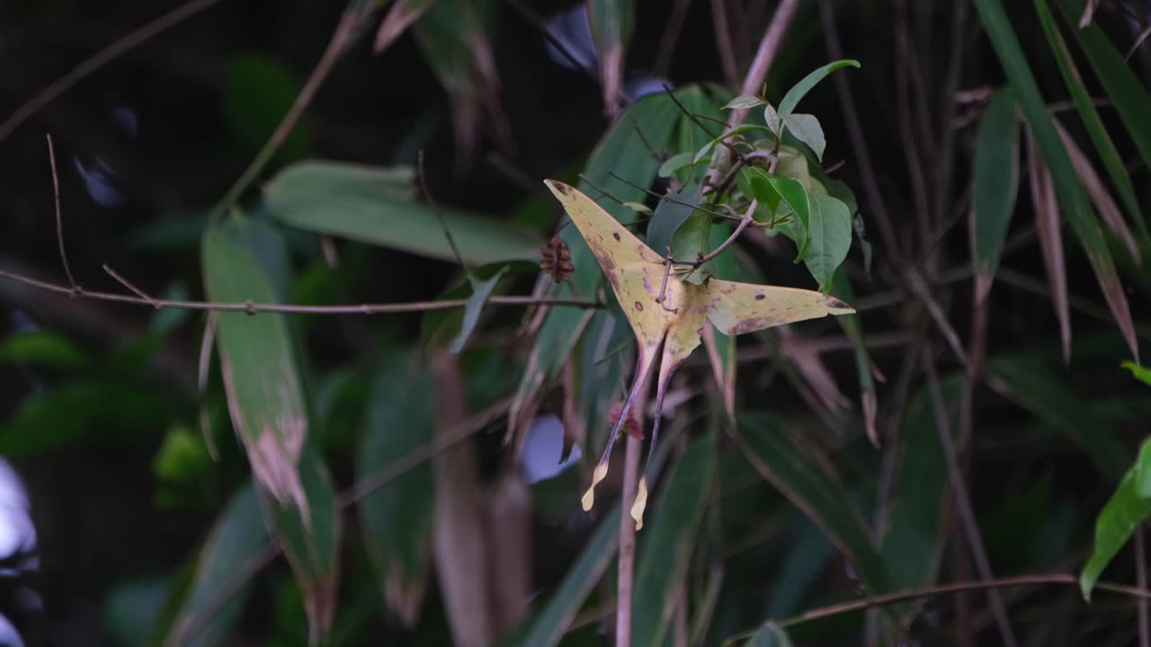 colgando de una ramita mientras el viento sopla tan fuerte en el bosque, polilla lunar malaya actias maenas, parque nacional khao yai, tailandia