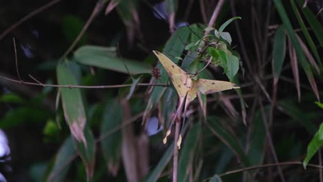 Hanging-on-a-twig-while-the-wind-blows-so-hard-in-the-forest,-Malaysian-Moon-Moth-Actias-maenas,-Khao-Yai-National-Park,-Thailand