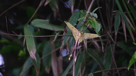 Colgando-De-Una-Ramita-Mientras-El-Viento-Sopla-Tan-Fuerte-En-El-Bosque,-Polilla-Lunar-Malaya-Actias-Maenas,-Parque-Nacional-Khao-Yai,-Tailandia