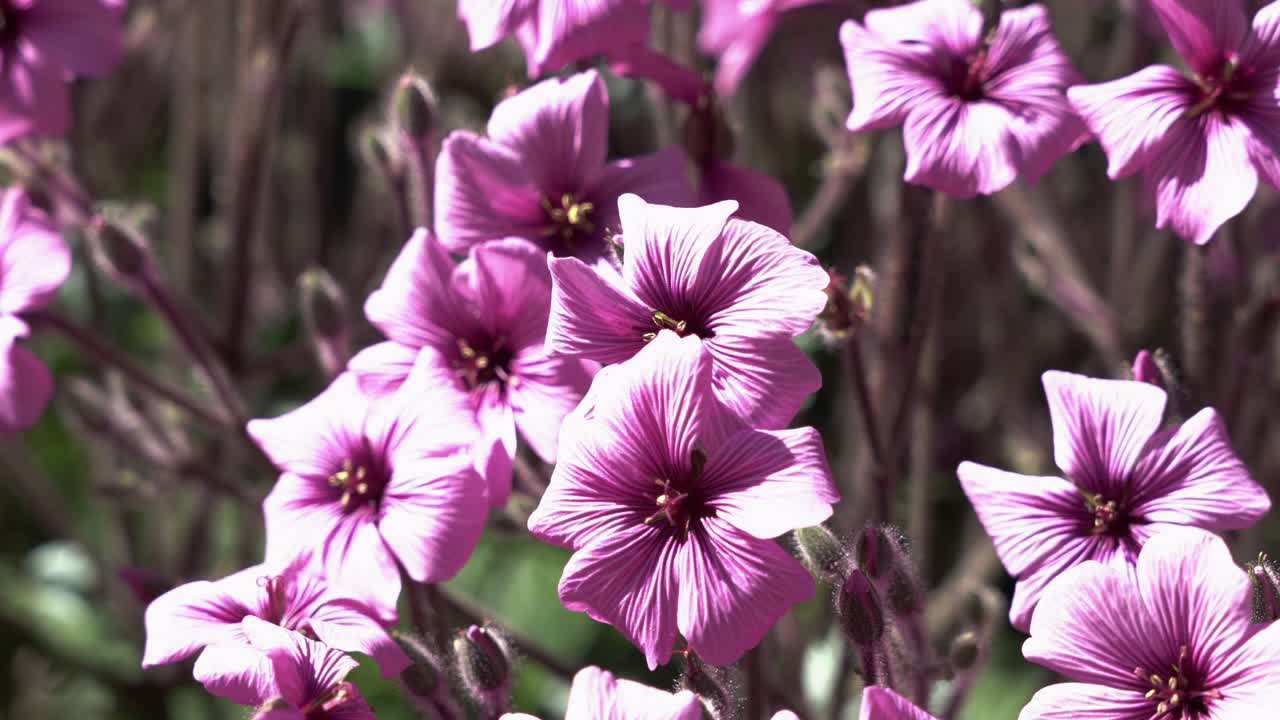 화창한 날에 예쁜 분홍 장미 밭