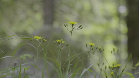 Small-yellow-flowers-in-the-italian-Alps-in-slow-motion-100-fps