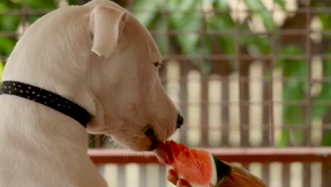 Welpe,-Bullaraber,-Der-Wassermelonenhund-Hat,-Der-Obst,-Wassermelone-Isst