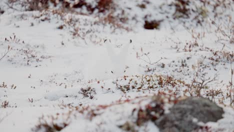 an artic hare searching for tasty tundra vegetation among the early winter snow near churchill manitoba canada