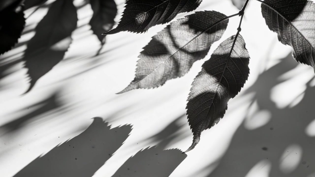 Swaying serrated leaf cluster driven by gentle breeze on wall, casting soft shadows, copy space